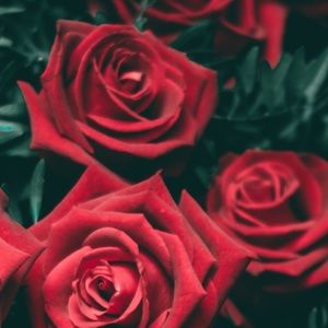 Meet your Posher, Diana